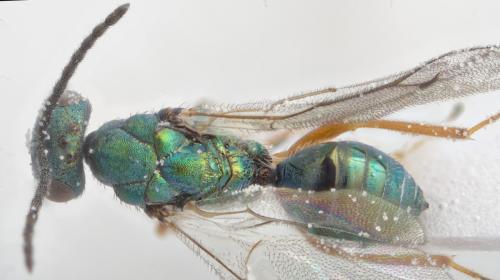 Lamprotatus claviger